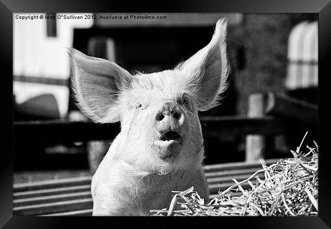 Big eared pig Framed Print by Matt O'Sullivan