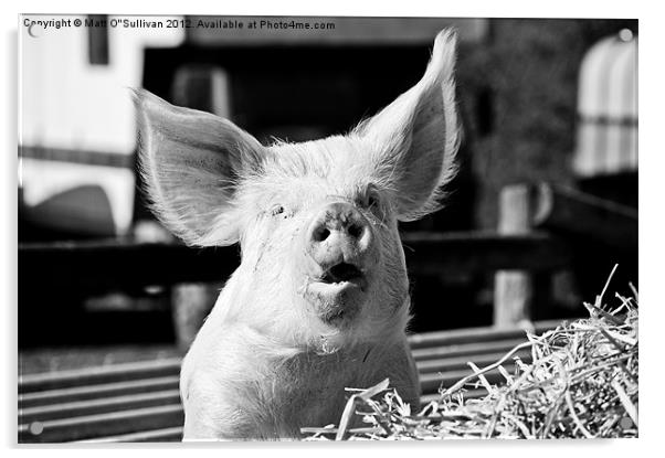 Big eared pig Acrylic by Matt O'Sullivan