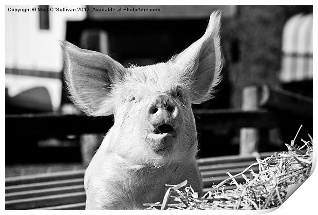 Big eared pig Print by Matt O'Sullivan