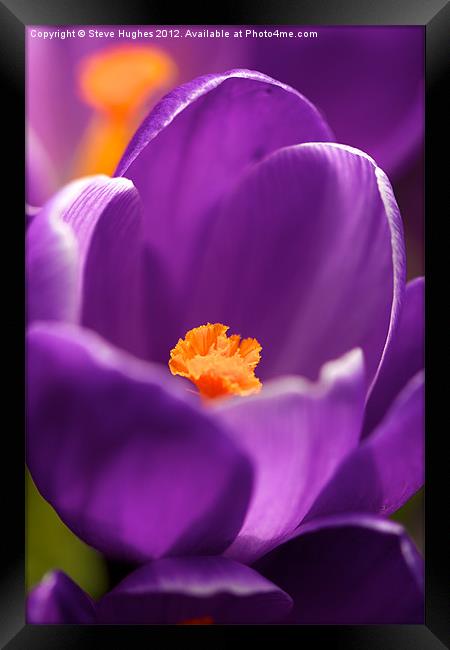 Spring Purple Crocus flower Framed Print by Steve Hughes