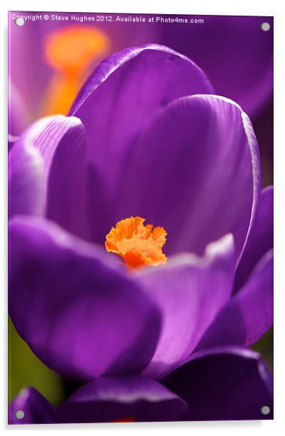 Spring Purple Crocus flower Acrylic by Steve Hughes