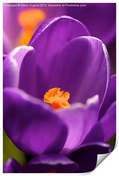 Spring Purple Crocus flower Print by Steve Hughes