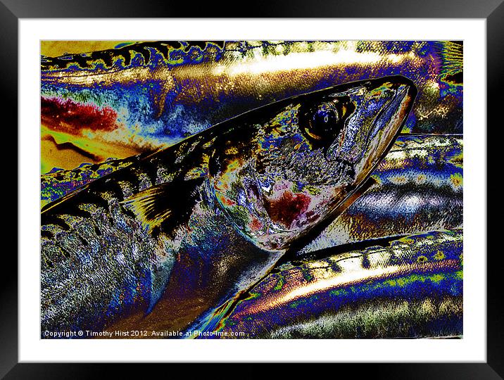 Mackerel For Tea Framed Mounted Print by Timothy Hirst