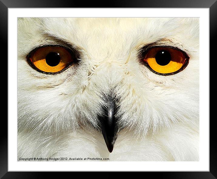 The Snowy owl Framed Mounted Print by Anthony Hedger