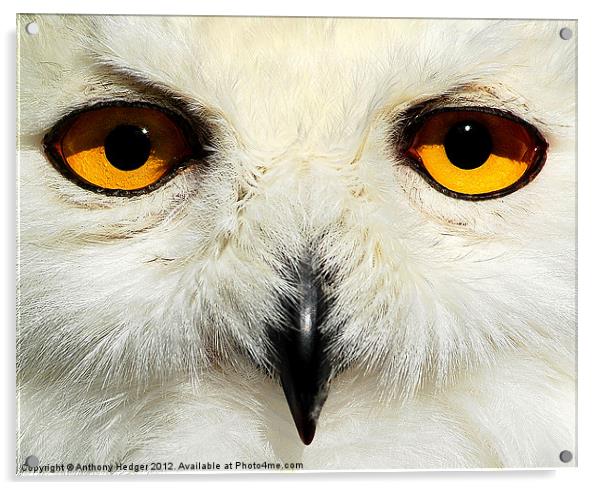The Snowy owl Acrylic by Anthony Hedger