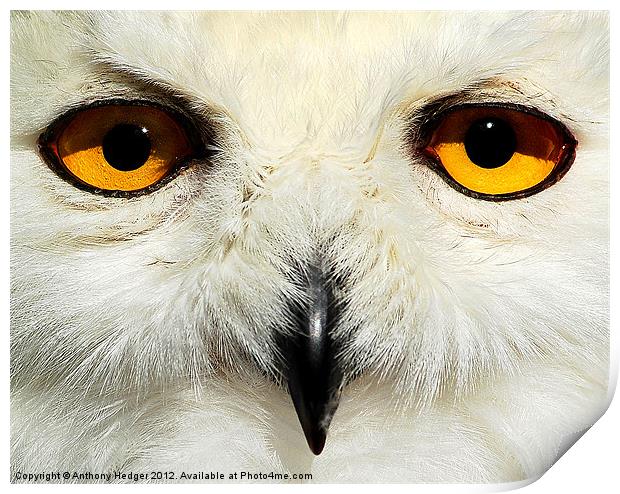 The Snowy owl Print by Anthony Hedger