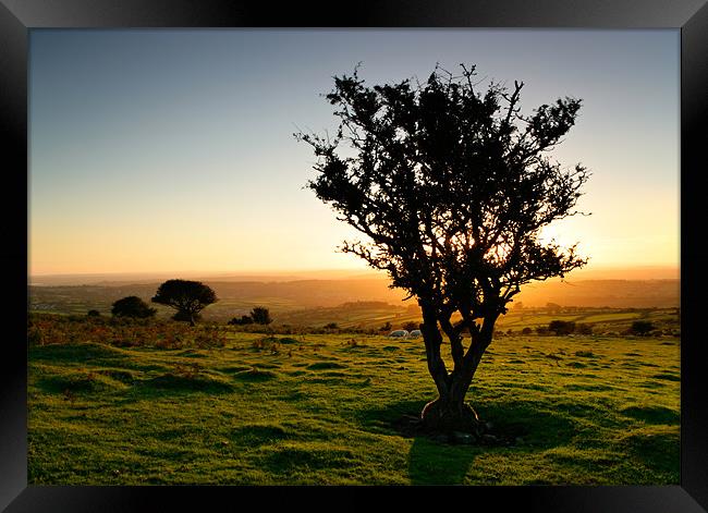 Dartmoor Sunset Tree Framed Print by Ashley Chaplin