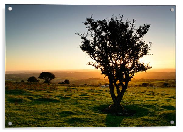 Dartmoor Sunset Tree Acrylic by Ashley Chaplin