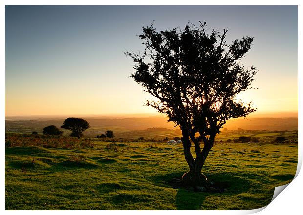 Dartmoor Sunset Tree Print by Ashley Chaplin