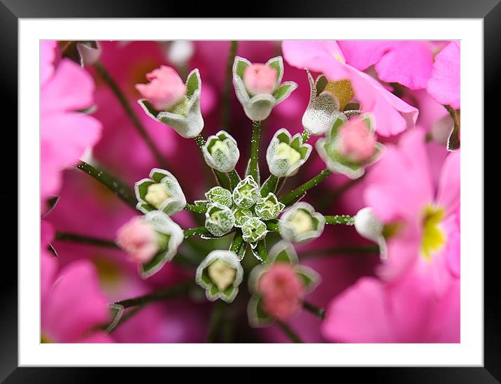 Possibilities In Pink Framed Mounted Print by Sharon Pfeiffer