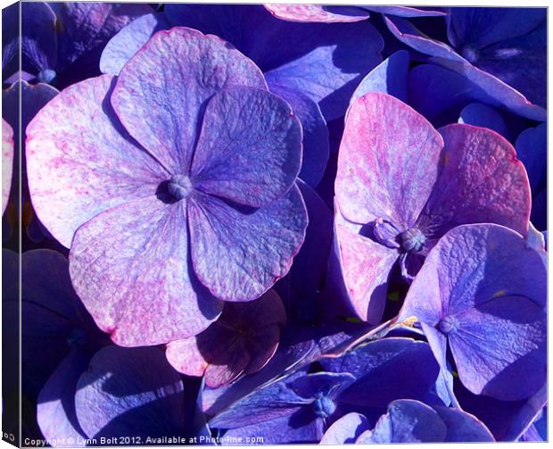 Purple Hydrangea Canvas Print by Lynn Bolt