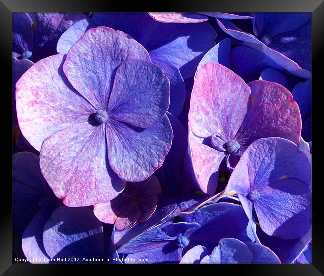Purple Hydrangea Framed Print by Lynn Bolt