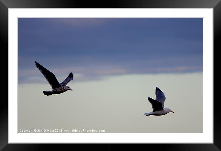 Gulls in Flight on Braighe Framed Mounted Print by Jon O'Hara