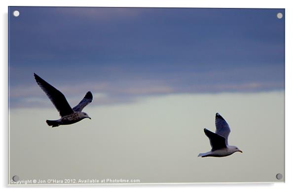 Gulls in Flight on Braighe Acrylic by Jon O'Hara