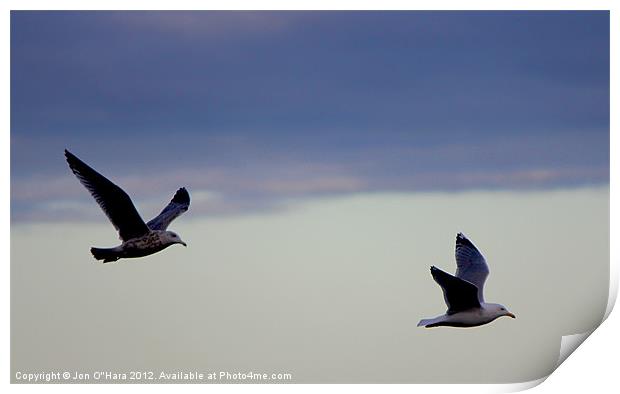 Gulls in Flight on Braighe Print by Jon O'Hara