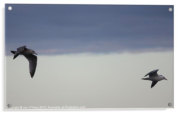 Gulls in Flight on Braighe Acrylic by Jon O'Hara