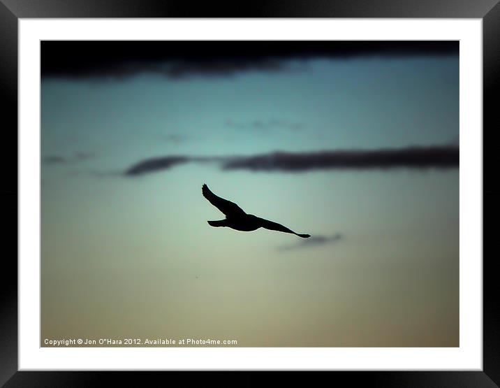 Gull in Flight on Braighe Framed Mounted Print by Jon O'Hara
