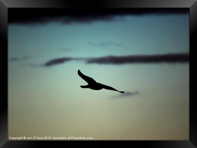 Gull in Flight on Braighe Framed Print by Jon O'Hara
