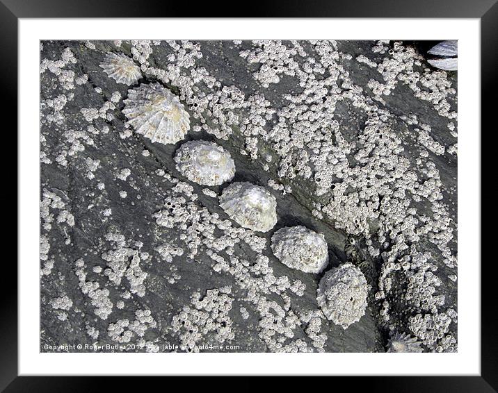 Limpets All In a Row Framed Mounted Print by Roger Butler