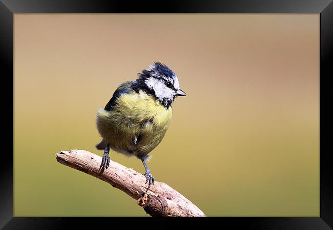 Blue tit Framed Print by Grant Glendinning