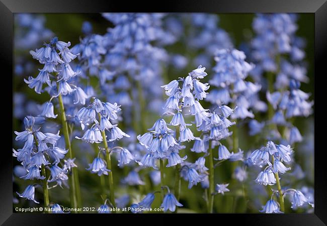 Bluebells in the Sunshine Framed Print by Natalie Kinnear