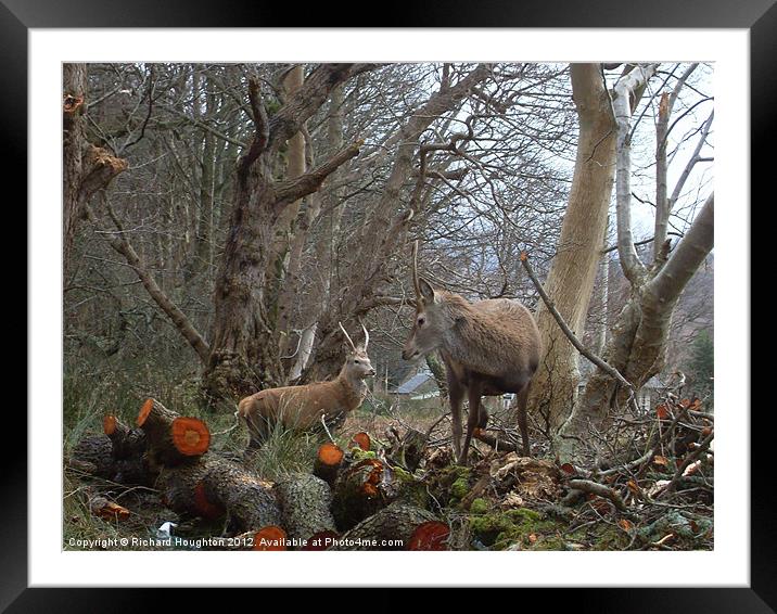 Young stags Framed Mounted Print by Richard Houghton