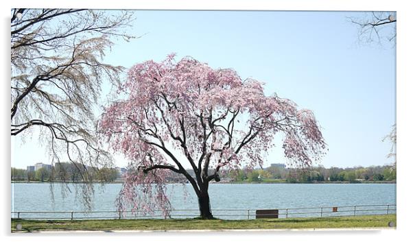 Japanese Cherry Tree Acrylic by Rong  Kruckner