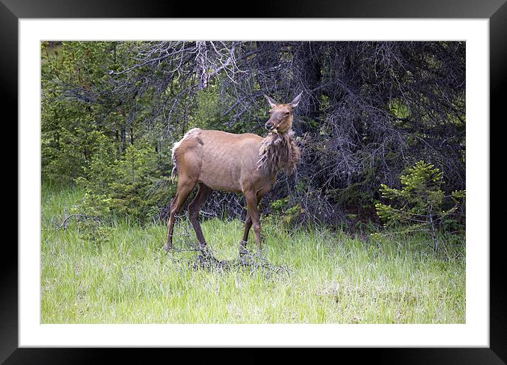 Canadian Elk Framed Mounted Print by Wally Stubbs