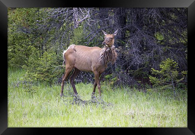 Canadian Elk Framed Print by Wally Stubbs