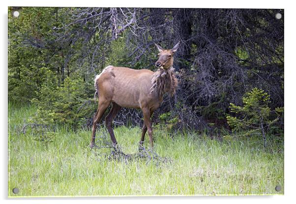 Canadian Elk Acrylic by Wally Stubbs