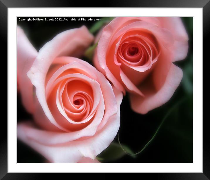 Roses Framed Mounted Print by Alison Streets
