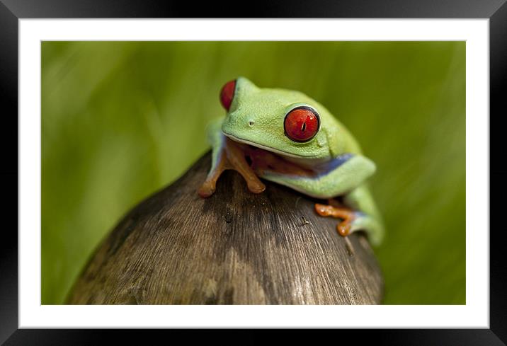 The Frog Prince Framed Mounted Print by Val Saxby LRPS