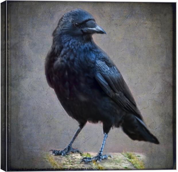 Crow Canvas Print by Sandra Pledger