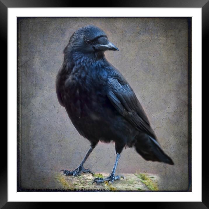 Crow Framed Mounted Print by Sandra Pledger