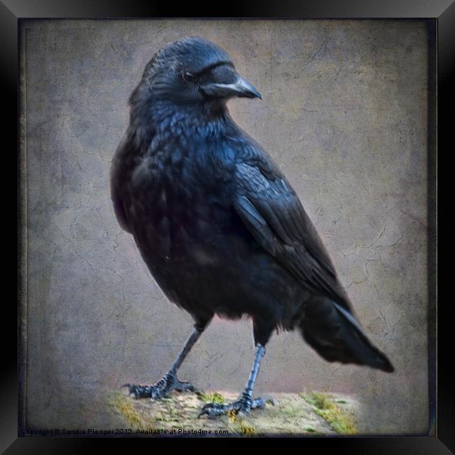 Crow Framed Print by Sandra Pledger