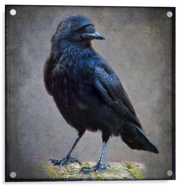 Crow Acrylic by Sandra Pledger