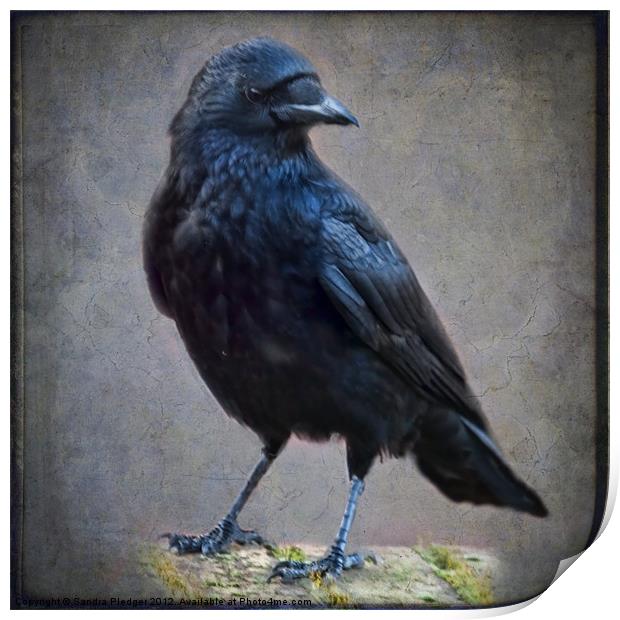 Crow Print by Sandra Pledger