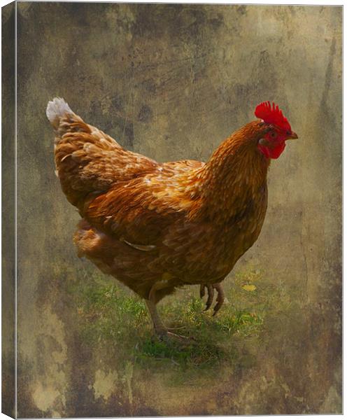 Henrietta Canvas Print by Jacqi Elmslie