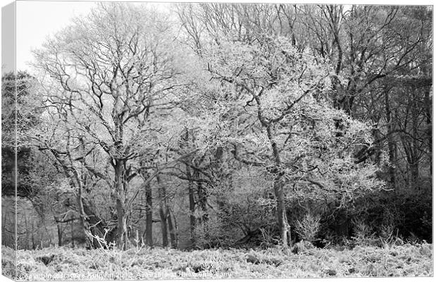 Frost on Trees in Black and White Canvas Print by Natalie Kinnear