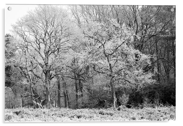 Frost on Trees in Black and White Acrylic by Natalie Kinnear