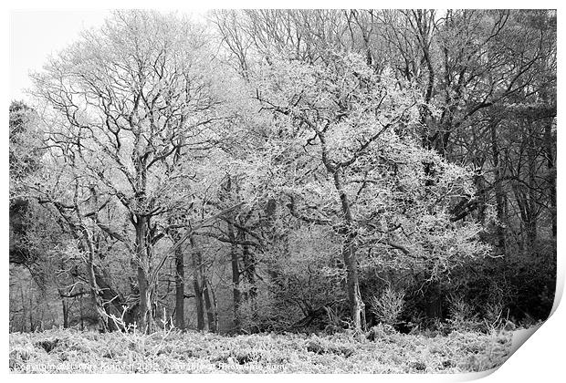 Frost on Trees in Black and White Print by Natalie Kinnear