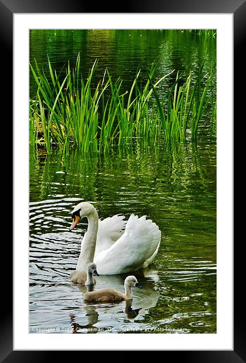 Swan Framed Mounted Print by Craig Cheeseman