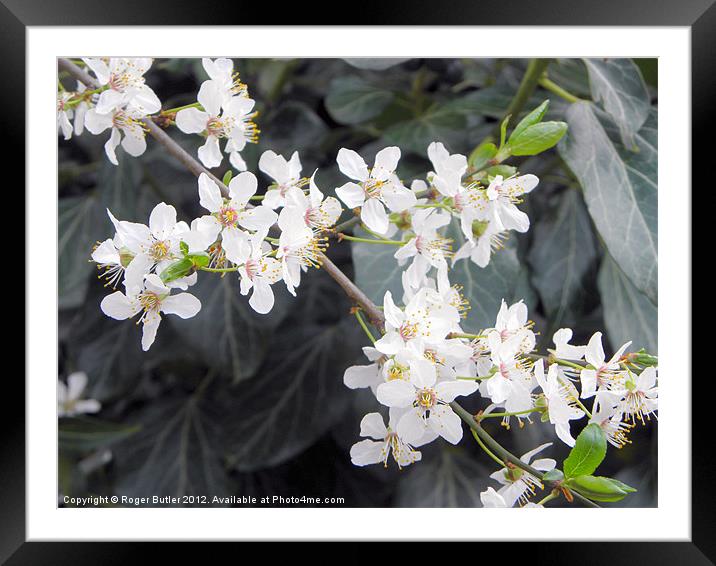 Wild Plum Blossom Ivy Background Framed Mounted Print by Roger Butler