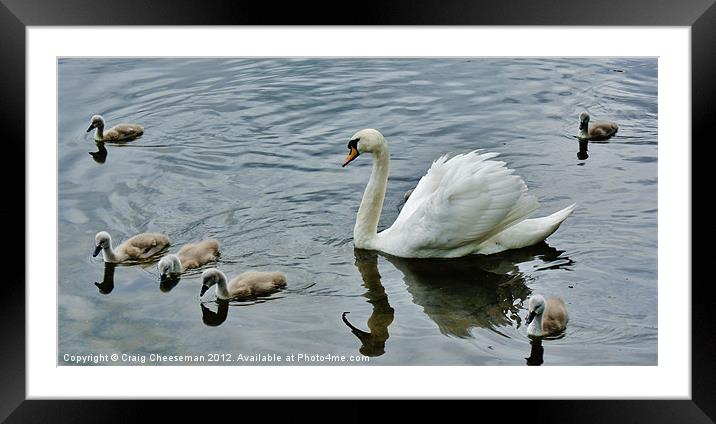 Swan and cygnets Framed Mounted Print by Craig Cheeseman