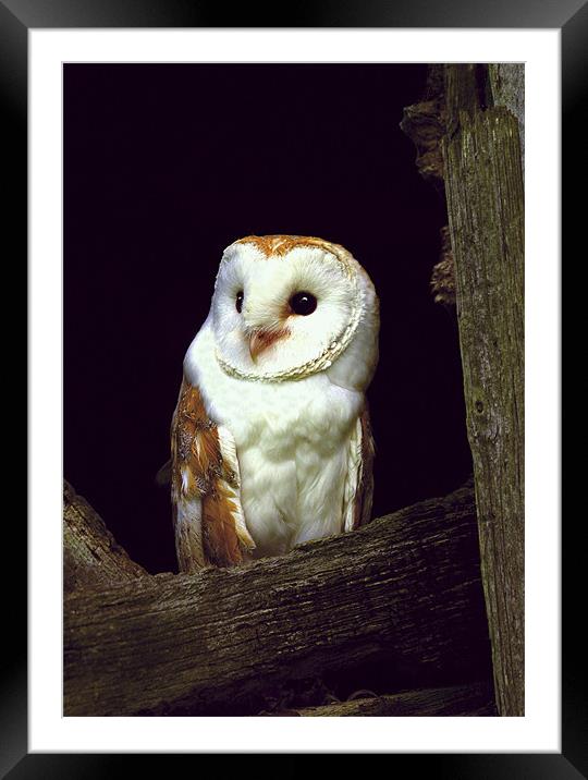 BARN OWL IN BARN Framed Mounted Print by Anthony R Dudley (LRPS)