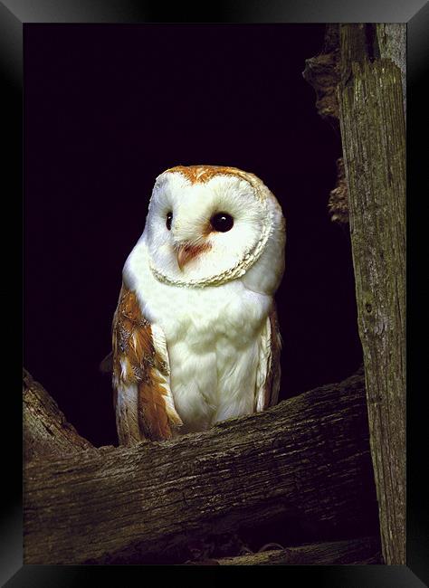 BARN OWL IN BARN Framed Print by Anthony R Dudley (LRPS)