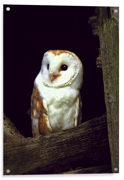 BARN OWL IN BARN Acrylic by Anthony R Dudley (LRPS)