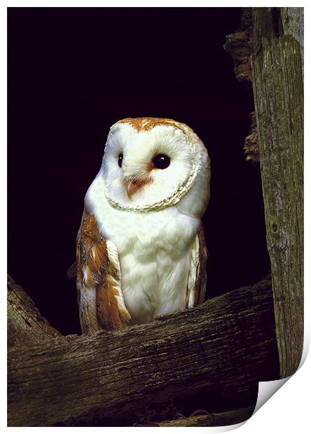 BARN OWL IN BARN Print by Anthony R Dudley (LRPS)