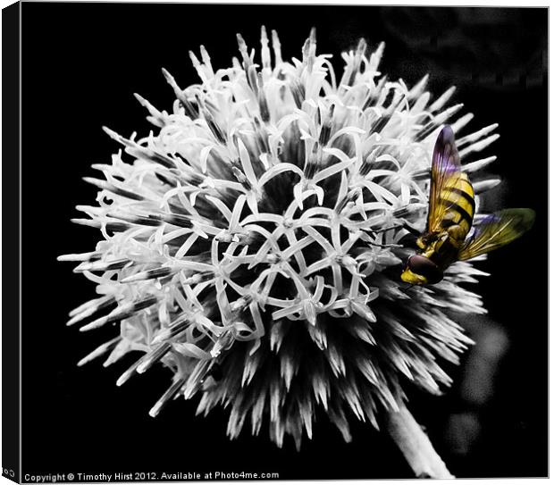 Hover Fly Canvas Print by Timothy Hirst