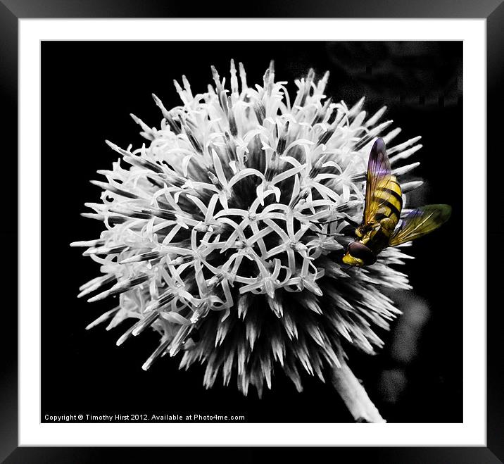 Hover Fly Framed Mounted Print by Timothy Hirst